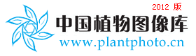 催吐白前 Cynanchum vincetoxicum